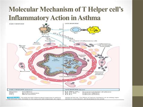 Ppt Asthma Inflammation And Remodeling Of Airways Powerpoint Presentation Id2118440