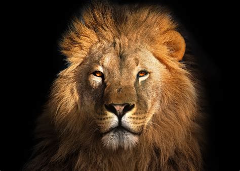 Lions Images : Over 117,573 lion pictures to choose from, with no ...