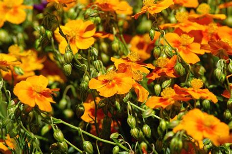 Rock Rose Helianthemum Nummularium Ben Nevis