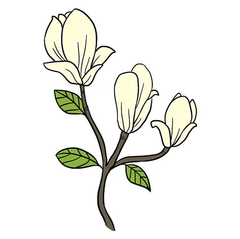 How to Draw Magnolia Flowers - Really Easy Drawing Tutorial