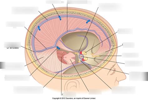 Label The Sinuses Diagram Quizlet