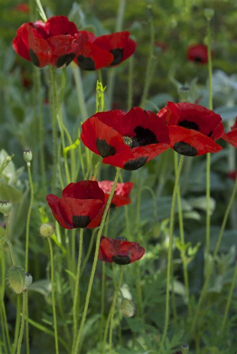 Ladybird poppies | Маки, Ромашки, Тюльпаны