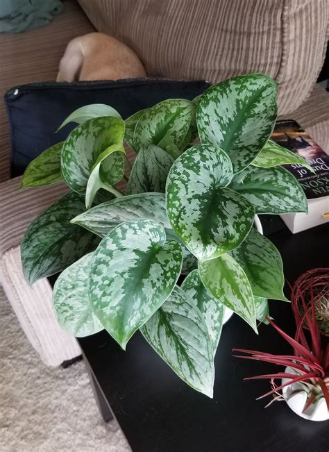 Silver Leaf Pothos Pothos Plant