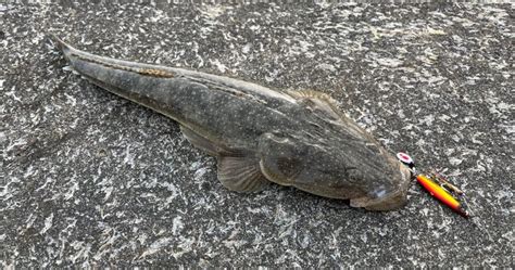 マゴチが釣れたら？美味しく食べるための、締め方・血抜きの方法をわかりやすく解説！ Lure Labo（ルアらぼ）