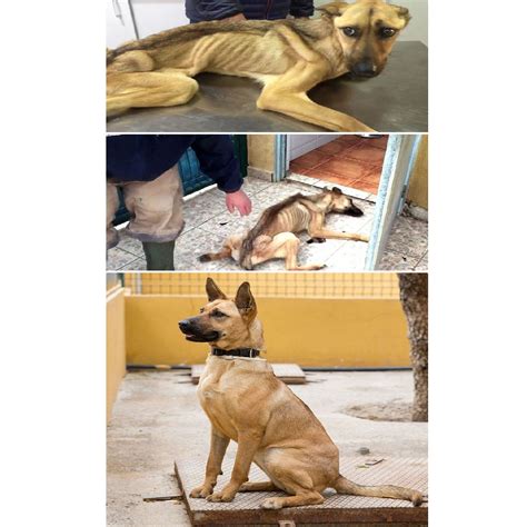 Abandon Dogs Almost Starving Rescue Dogs Undergoes ‘miracle