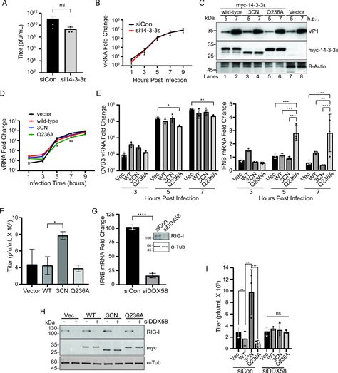 Cleavage Of By The Enteroviral C Protease Dampens Rig I