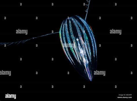 Comb Jelly Or Sea Gooseberry As They Are Also Known Are Not Related