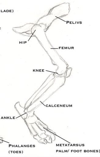 Cat hind leg bone anatomy / Cinderpelt's accident | Warriors Amino