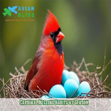 When Do Cardinals Lay Eggs Breeding Season And Nesting Habits Explained