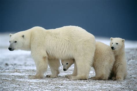 Find Polar Bears And Wildlife In Churchill Manitoba Canada