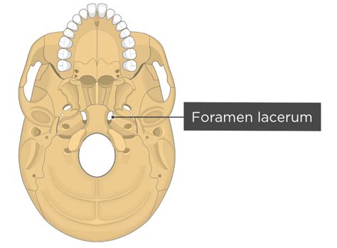 Skull Bone Markings Inferior View Part 2