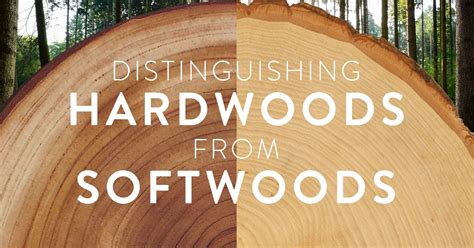 Distinguishing Softwoods From Hardwoods Theaterseatstore Blog