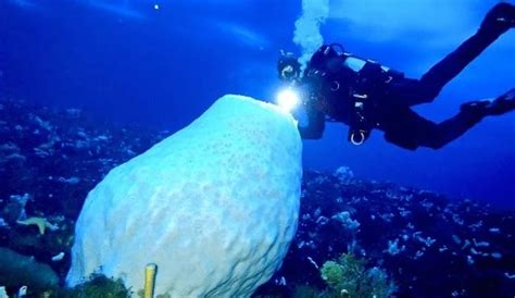 Criaturas bizarras são vistas em expedição no fundo do mar