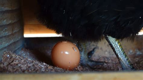 ニワトリが卵を産む瞬間 鶏 館ヶ森アーク牧場 食はいのち 岩手県 観光地 循環型農業 6次産業化 かっこいい農業 産みたて卵かけご飯 Tkg