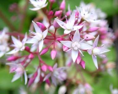 Fairy Crassula Crassula Multicava Plants Candide Gardening