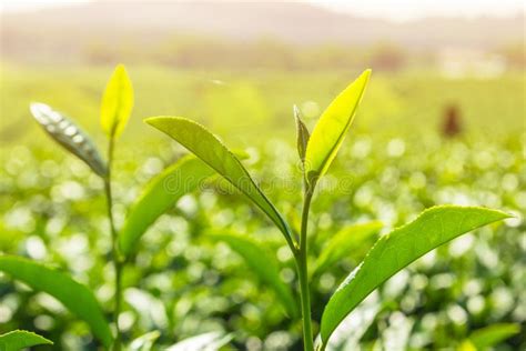 Green Tea Bud And Fresh Leaves With Sunlight Background Stock Image