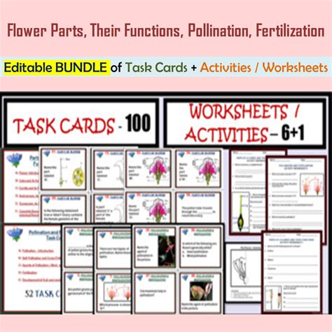 Flower Parts Their Functions Pollination And Fertilization Editable Bundle Parts Of A Flower