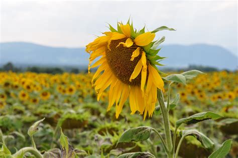 Free Images : nature, blossom, meadow, prairie, stem, leaf, bloom ...