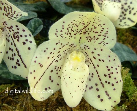 Orchid Photography, Orchid Picture Gallery