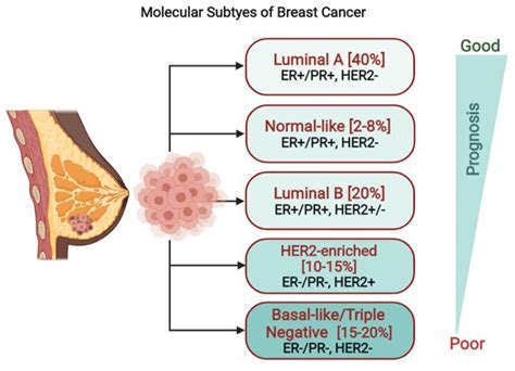 Cancers Free Full Text Crosstalk Between Prlr And Egfrher2