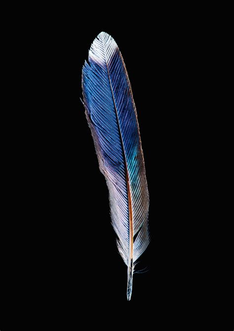 colorful bird feathers