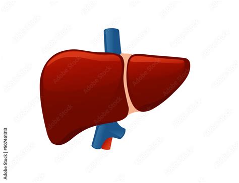 Human liver cartoon design human anatomy organ vector illustration on ...