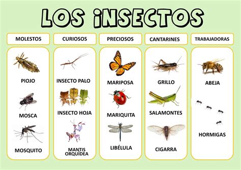 PequeEspartero TIPOS DE INSECTOS