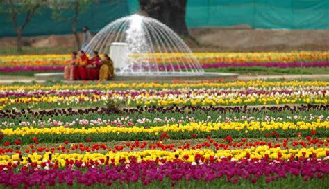 Kashmir Tulip Festival Srinagar Tulip Garden Tour How To Guide