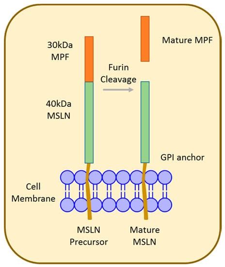 Cancers Free Full Text The Impact Of Mesothelin In The Ovarian