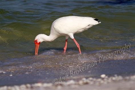 Ann Brokelman Photography White Ibis In Florida 2014