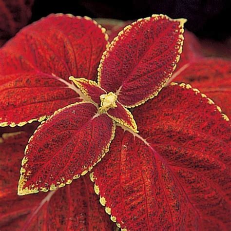 Купить Семена Takii Seed колеус Rustic red в Алматы – Магазин на Kaspi.kz