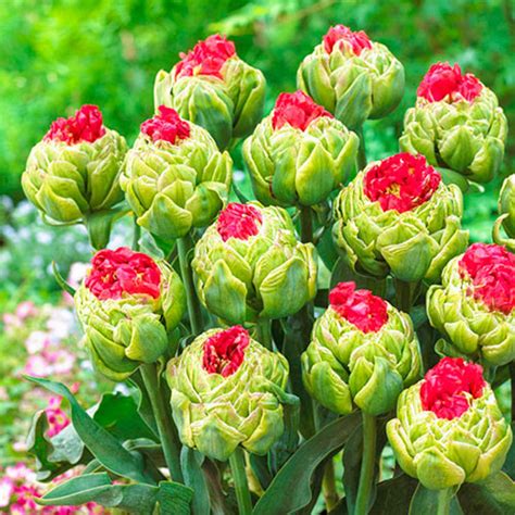 Double Peony Tulip Bulls Eye Spring Bulb K Van Bourgondien