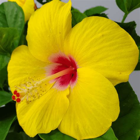 Yoder Yellow Hibiscus Tree Tropical Plants Of Florida