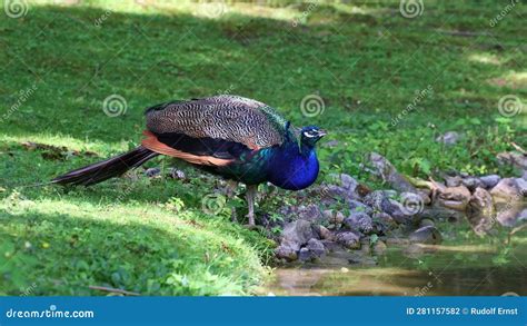 El Peafowl Indio O Pavo Cristatus Azul Es Un Ave Grande Y De Colores