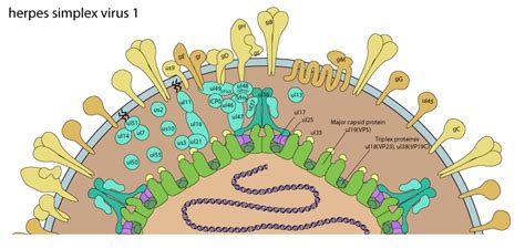 Herpesvirus Structure