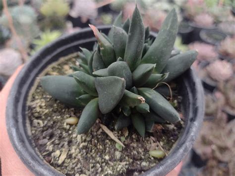 Gasteria Nigricans Pote Suculindas Da Ioi