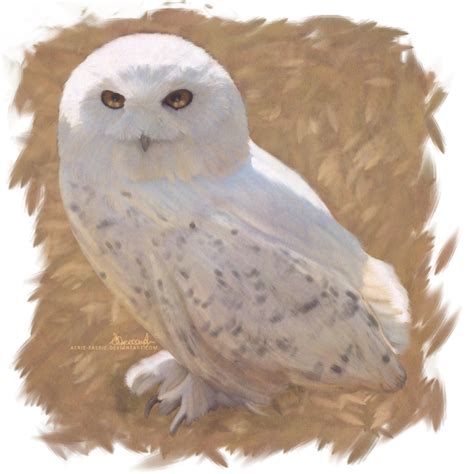 Hedwig by Aerie-Faerie on DeviantArt