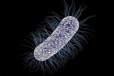 Peritrichous Flagella Stock Illustrations – 415 Peritrichous Flagella Stock Illustrations ...