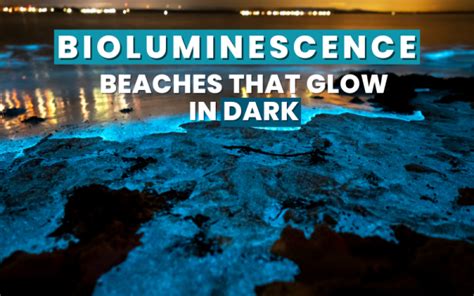 Bioluminescent Beaches In India That Glow In The Dark