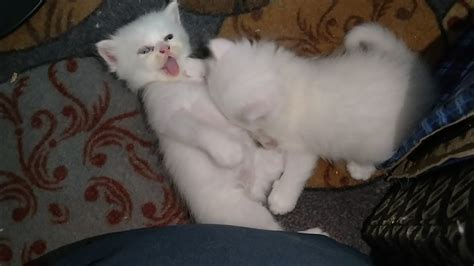 Adorably Cute Newborn Kitten Wants Milk From Her Brother Poor Kitten