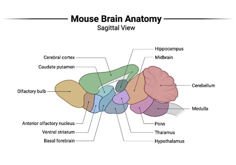 Mouse Brain Anatomy - Sagittal View | BioRender Science Templates