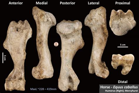 Horse Humerus Osteoid Bone Identification