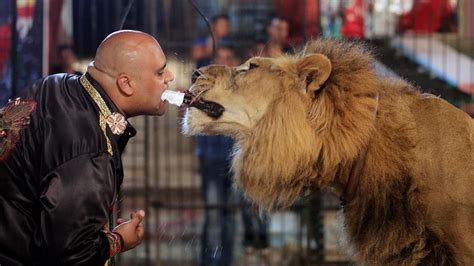 Circus Lions