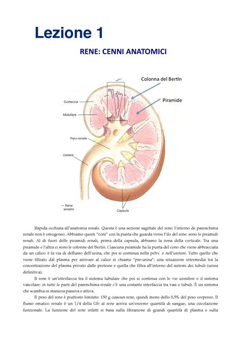 Fisiologia Fisiologia Renale