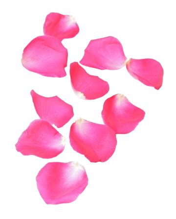 Abstract Background Of Pink Rose Petals Fresh Roze Macro Still PNG