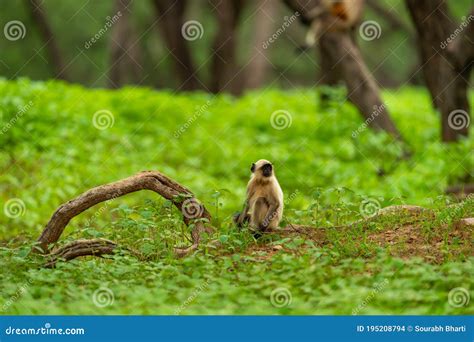 Languros Grises O Languras Hanumanas O Langur Indio O Mono Con Fondo