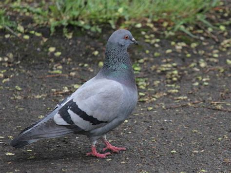 Сизый голубь (Columba livia). Птицы Сибири.