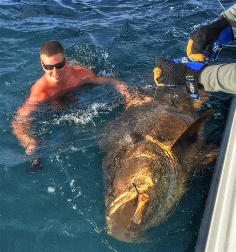 Goliath Grouper Fishing Clearwater FL | FishEye Sportfishing