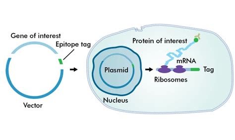 Epitope Tags: Novus Biologicals