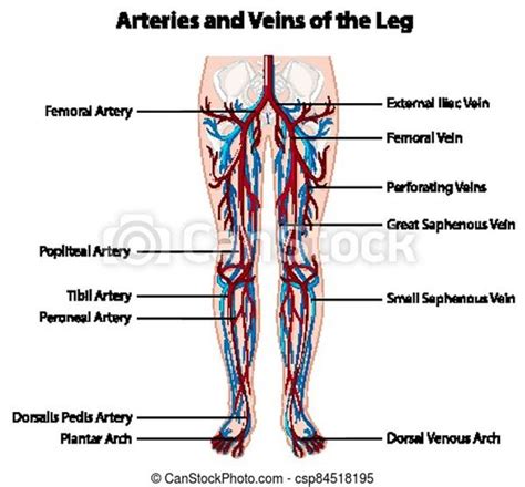 Leg Vein Anatomy Diagram